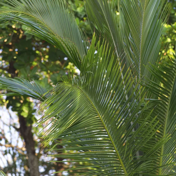 Leaf Tropical Plant — Stock Photo, Image