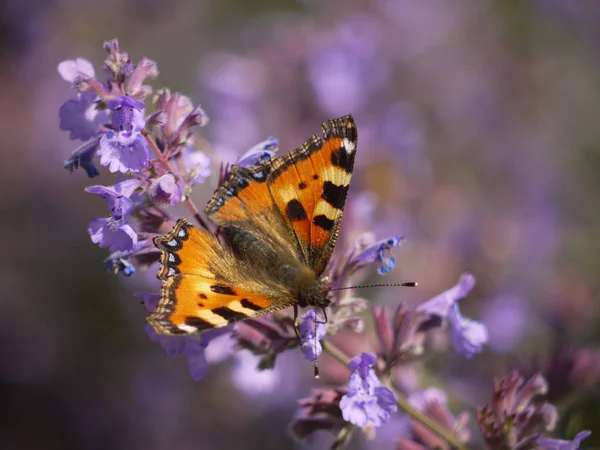 Petit Renard Papillon Lépidoptère — Photo