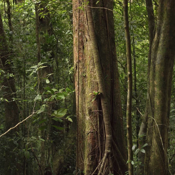 Treos Costa Rica — Foto de Stock