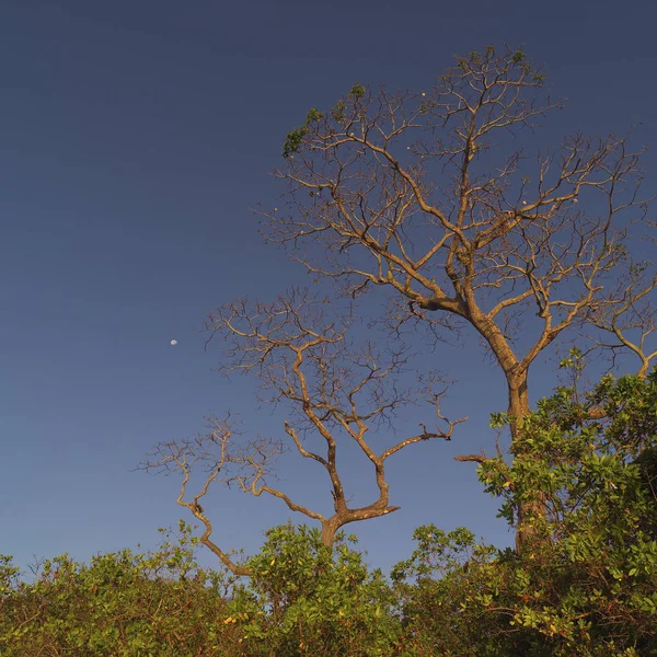 Treetops Costa Rican — Stock Photo, Image