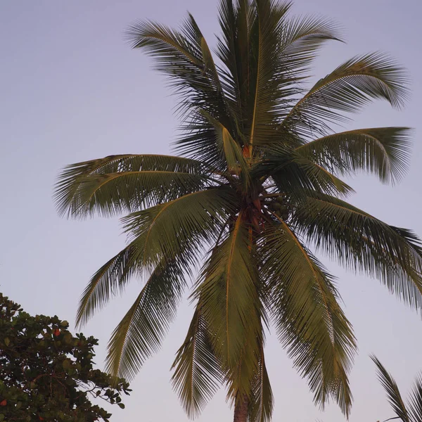 Palmen Costa Rica — Stockfoto