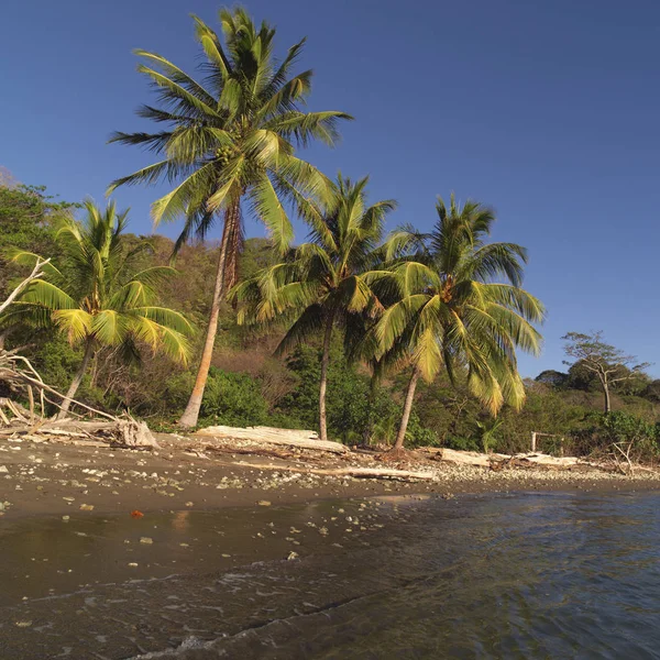 Palmy Rica Wybrzeże — Zdjęcie stockowe