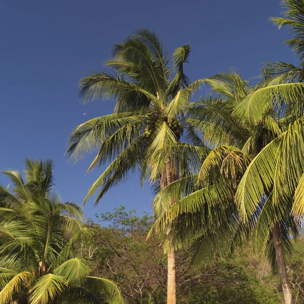 Sahil Rika Palmiye Ağaçları — Stok fotoğraf