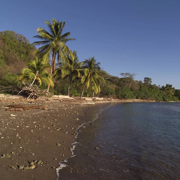 Palmer Costa Rica — Stockfoto