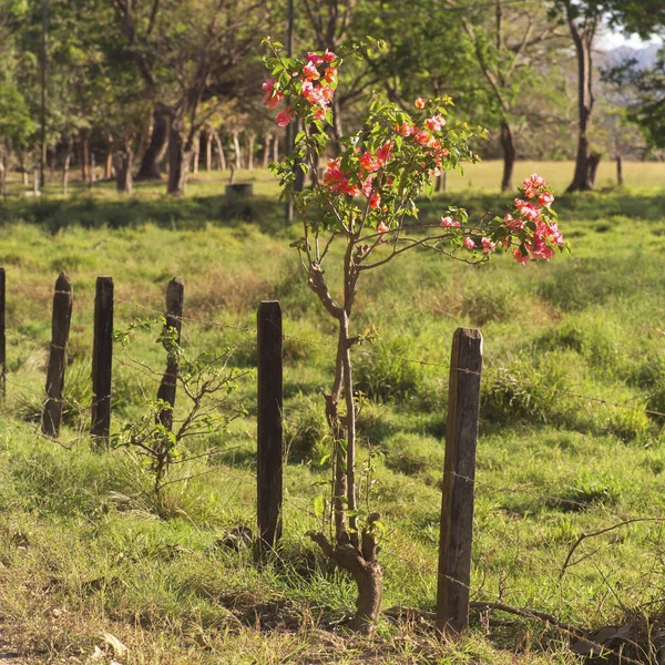 Landscape Costa Rica — Stock Photo, Image