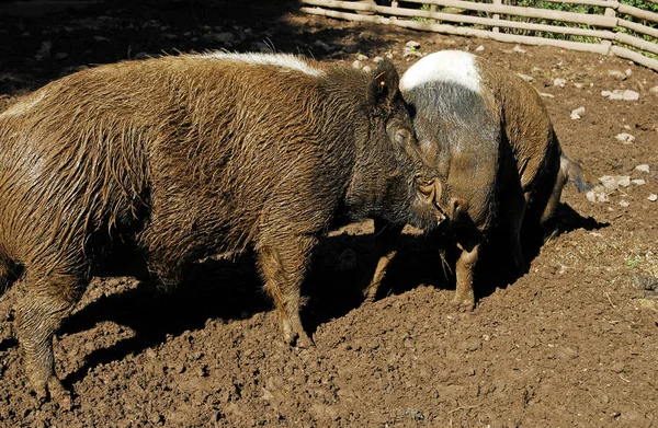 Large Pig Zoo — Stock Photo, Image