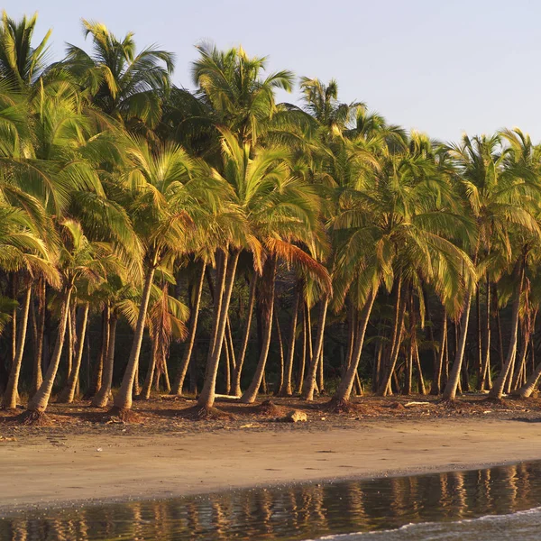 Sahil Rika Palmiye Ağaçları — Stok fotoğraf