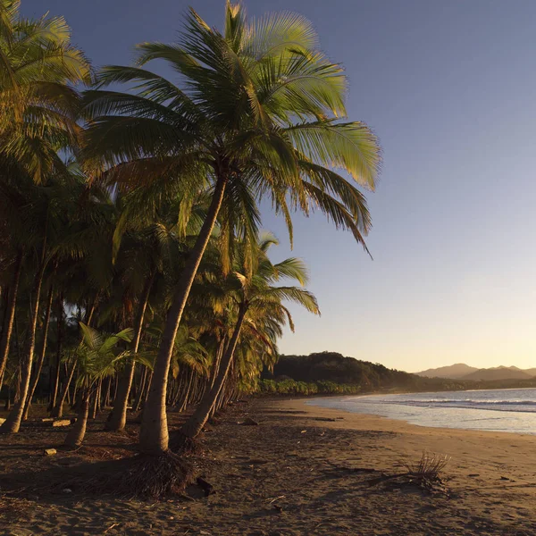 Palmy Rica Wybrzeże — Zdjęcie stockowe