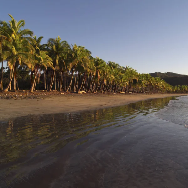 Palm Trees Coast Rica — Stock Photo, Image