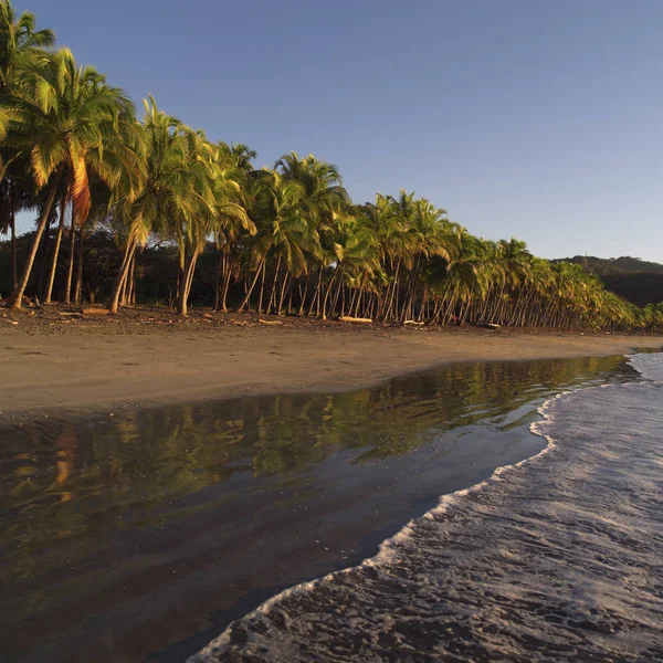 Palmen Costa Rica — Stockfoto