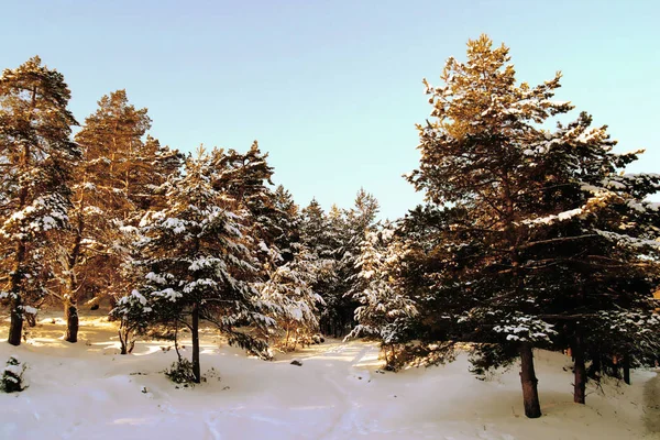 Uma Floresta Congelada Brasov Transilvânia Roménia — Fotografia de Stock