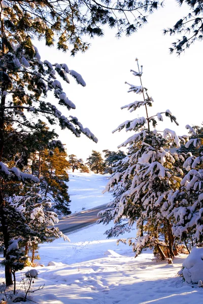 Uma Floresta Congelada Brasov Transilvânia Roménia — Fotografia de Stock