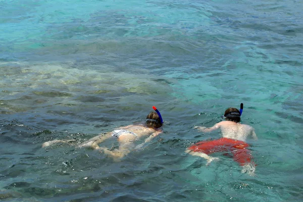 Εραστές Snorkel Στα Παρθένα Νερά Της Koh Tao Γαλήνια Ηρεμία — Φωτογραφία Αρχείου