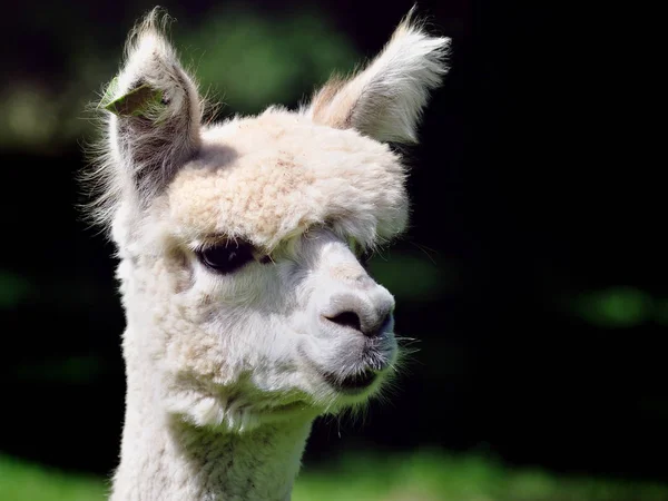 Animal Engraçado Alpaca Mamífero Vida Selvagem — Fotografia de Stock