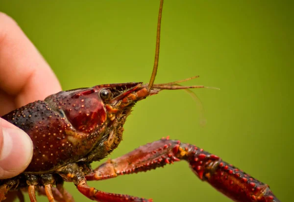 Crayfish Held Hand — Stock Photo, Image