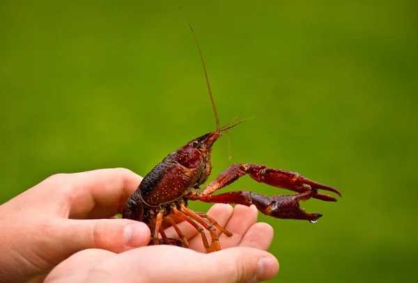 Lagostim Protegido Mão — Fotografia de Stock