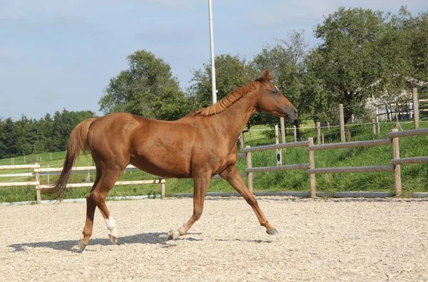 Carino Cavallo Natura Selvaggia — Foto Stock