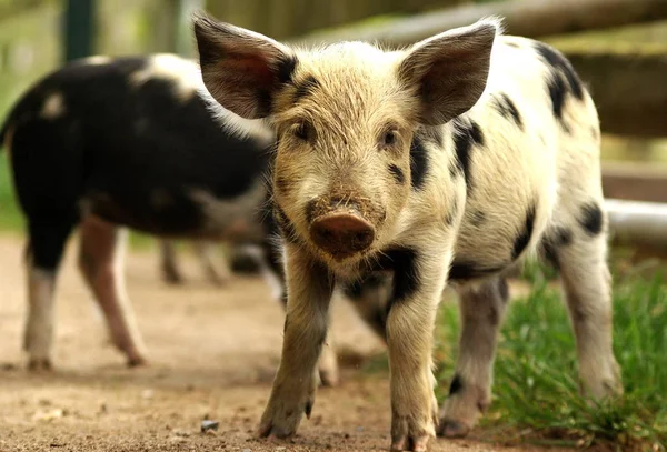 Animali Giovani Attenzione Selettiva — Foto Stock