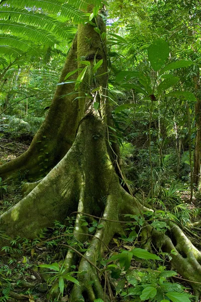 Kuzey Doğu Avustralya Daki Yemyeşil Yağmur Ormanlarının Stok Fotoğrafı — Stok fotoğraf