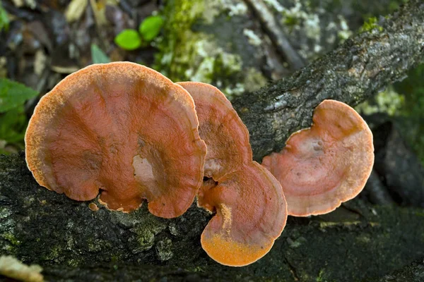 Una Fotografia Riserva Funghi Che Crescono Nel Bosco — Foto Stock