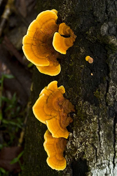 Photographie Champignon Poussant Dans Forêt — Photo