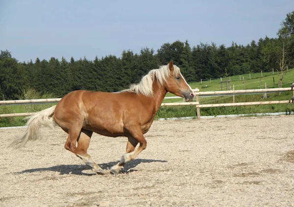 野生の自然でかわいい馬 — ストック写真