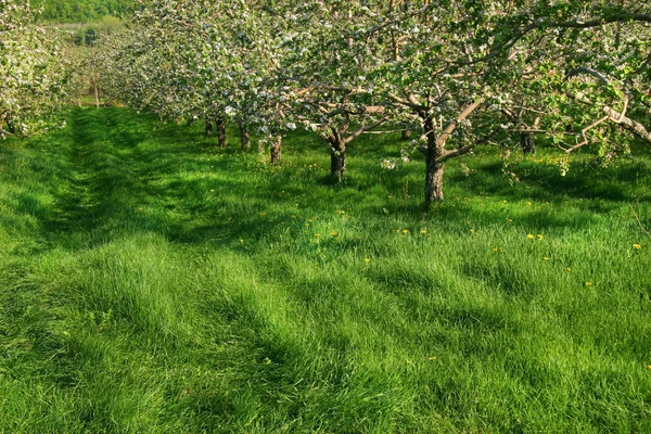 Appelbloesems Bloemen Takken Lente Flora — Stockfoto