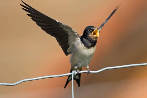 Schilderachtig Uitzicht Prachtige Vogel Natuur — Stockfoto