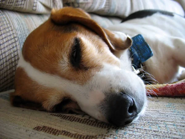 Makroaufnahme Von Nase Und Gesicht Eines Schläfrigen Beagle Hundes — Stockfoto