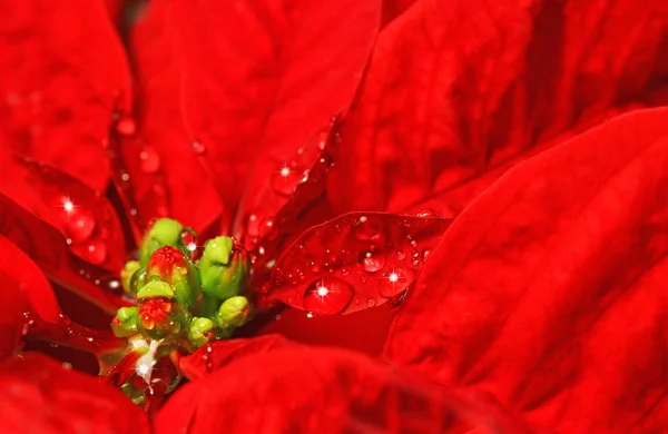 Czerwony Poinsettia Kropelkami Wody Boże Narodzenie — Zdjęcie stockowe