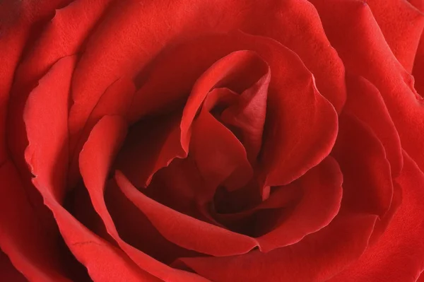 Gros Plan Pétale Rose Rouge — Photo