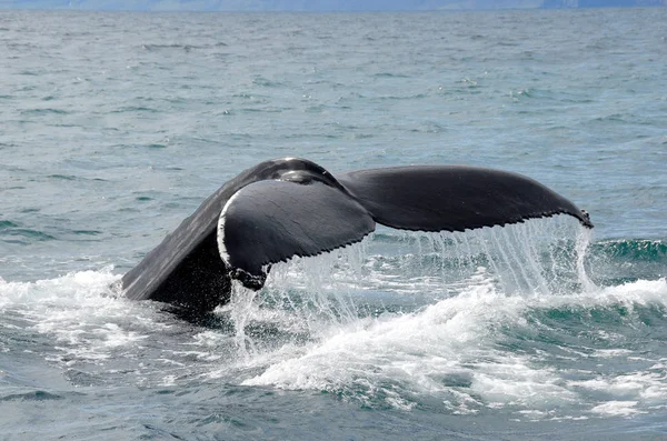 Humpback Whale Iceland3 — Stock Photo, Image