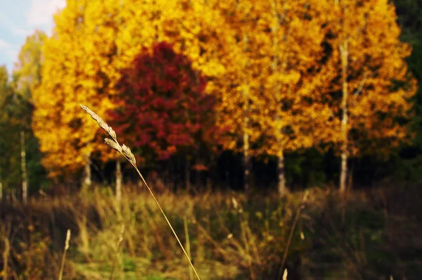 Осенний Пейзаж Осенью — стоковое фото