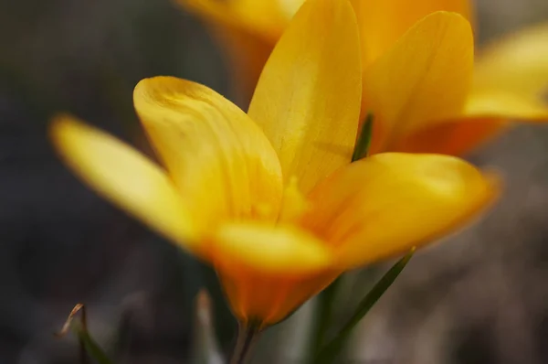 Primera Primavera Flores Azafrán —  Fotos de Stock