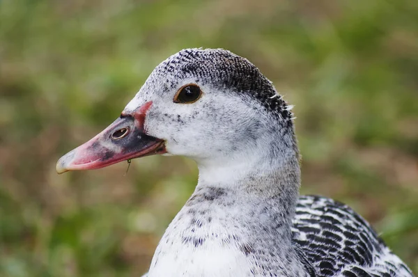 Vacker Utsikt Över Vacker Papegoja Naturen — Stockfoto