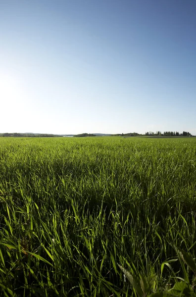 Field Landscape Rural Area Finland — Stock Photo, Image
