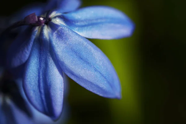 Modré Květinové Makro Zavřít Tmavém Pozadí — Stock fotografie