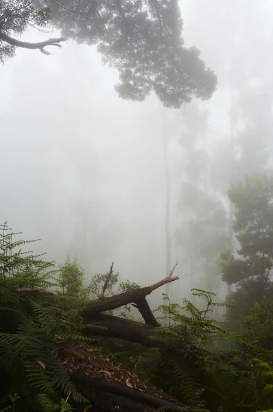Deštné Pralesy Příroda Zeleň Stromů — Stock fotografie