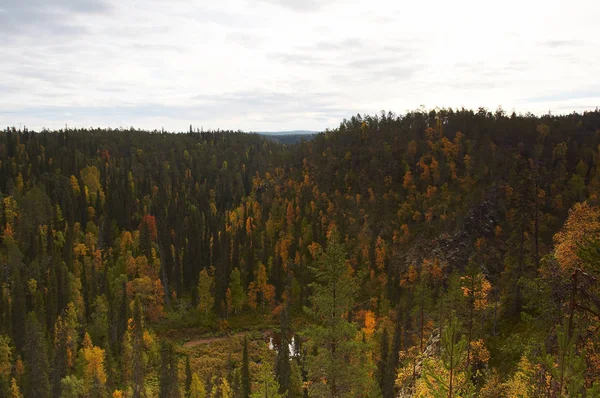 Autumn Colors Tints Forest — Stock Photo, Image