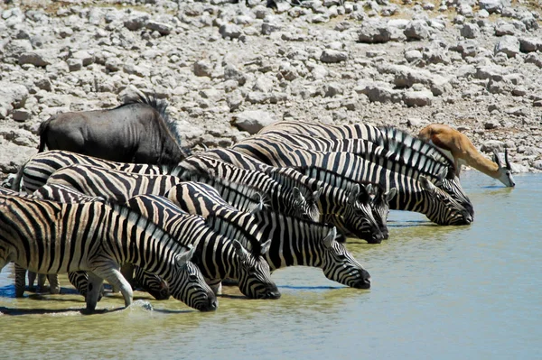 Preto Branco Zebras Animais — Fotografia de Stock