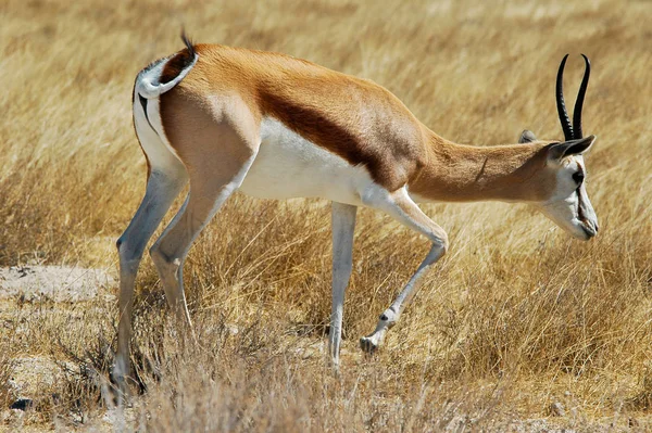 Thompson Gazelle Národním Parku Etosha — Stock fotografie