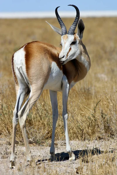 Thompson Gazelle Parku Narodowym Etosha — Zdjęcie stockowe