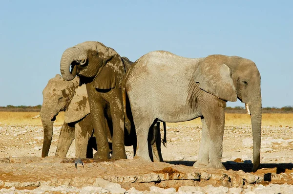 Elefante Parque Nacional Etosha Namibia — Foto de Stock