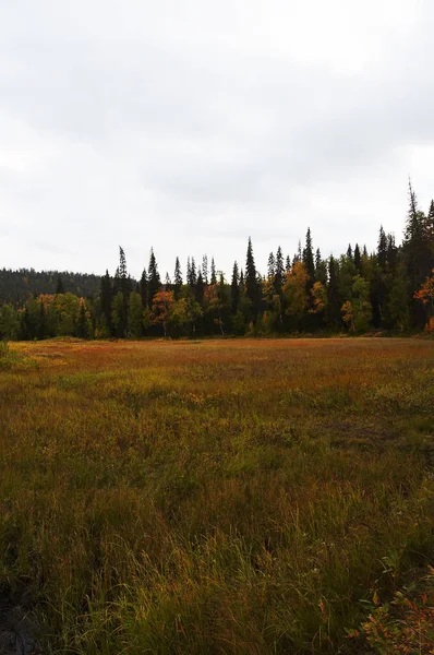 Autumn Colors Tints Swamp — Stock Photo, Image