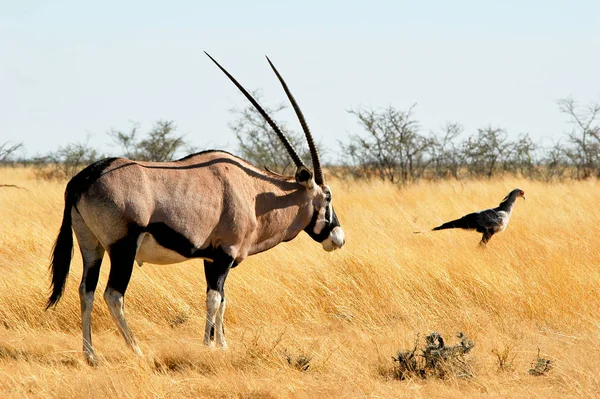 Oryx Antelope Nel Parco Nazionale Etosha — Foto Stock