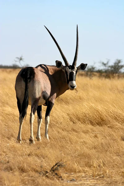 Oryx Antelope Parque Nacional Etosha —  Fotos de Stock