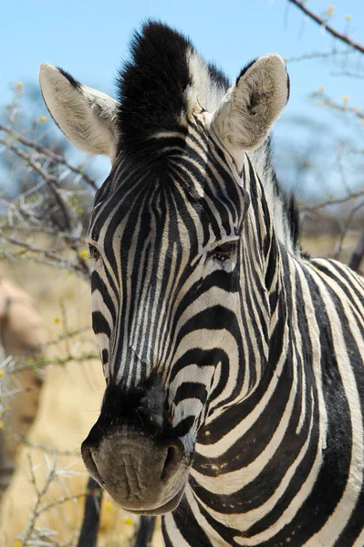 Zebra Etoscha Nationalpark — Stockfoto