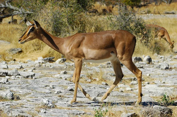 Impala Etosha Nemzeti Parkban Namíbia — Stock Fotó