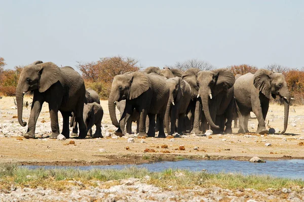 Elefantes Parque Nacional Etosha — Foto de Stock