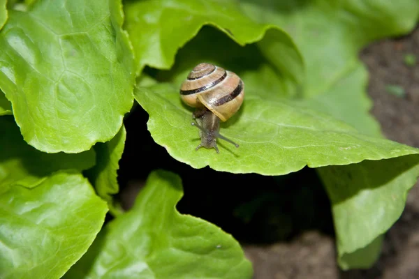 Caracol Molusco Helio Invertebrado — Foto de Stock